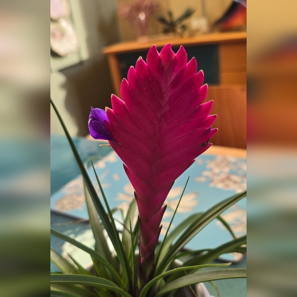 Meet your Posher, Cheryl - Picture 13 of 13